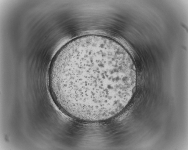 X0000097850999200804111124