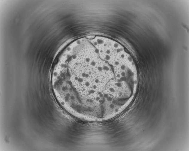 X0000097851198200804111121