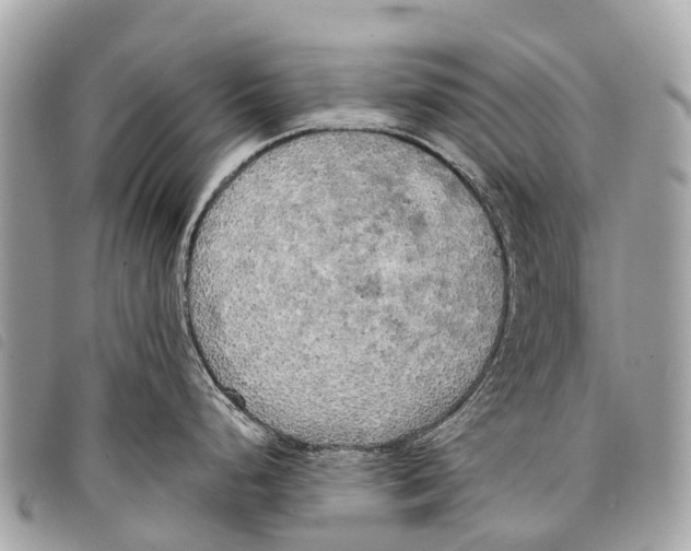 X0000097851248200804111121