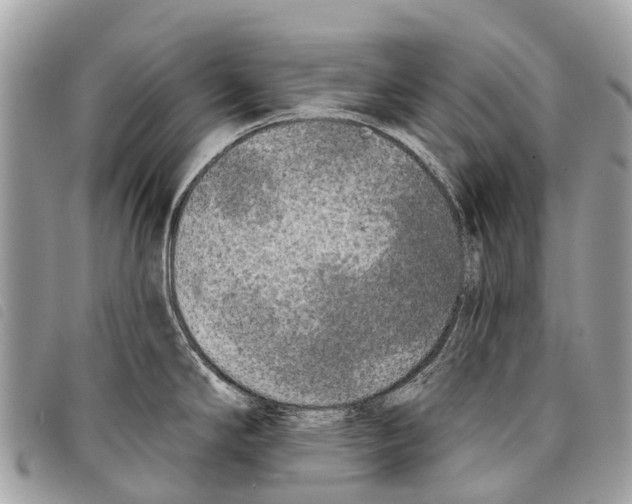 X0000097851294200804111120