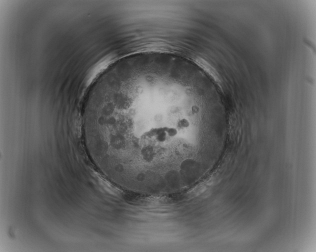 X0000097861067200803141233