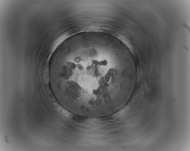 X0000097861075200803141233