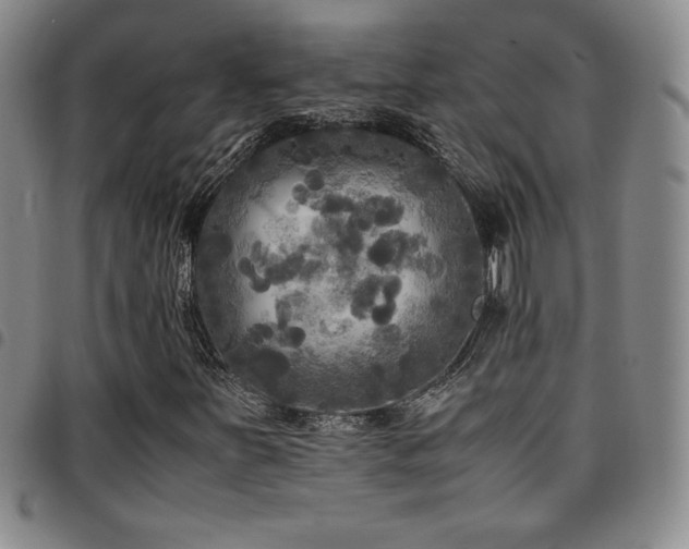 X0000097861251200803141231