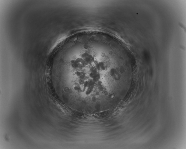 X0000097861255200803141231