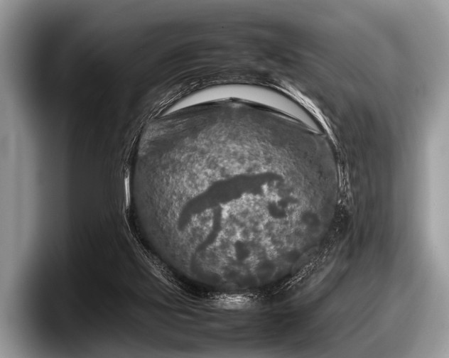 X0000097860061200803211302