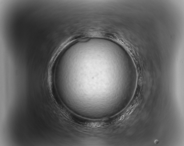 X0000097860103200803211302