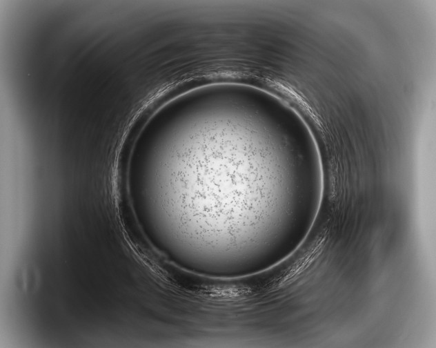 X0000097860439200803211257