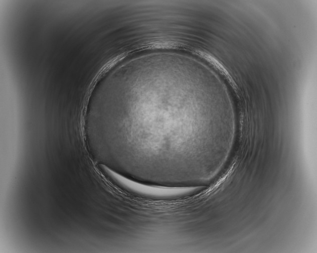 X0000097860930200803211251