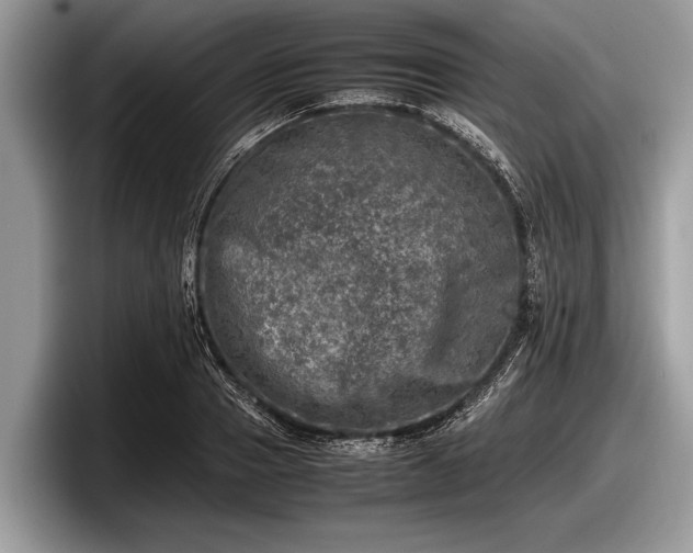 X0000097860937200803211251