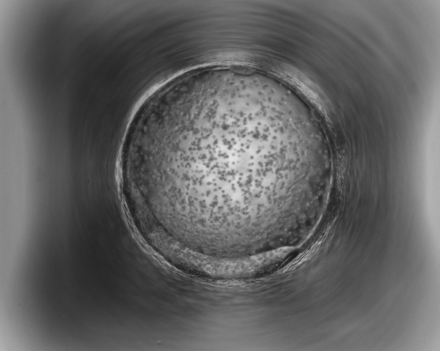 X0000097860944200803211251