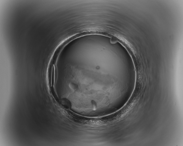 X0000097860983200803211251