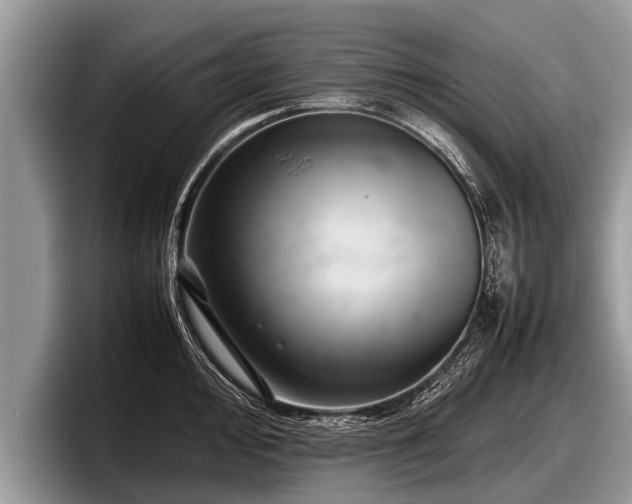 X0000097861000200803211250