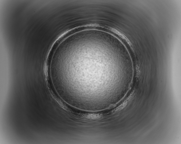 X0000097861029200803211250