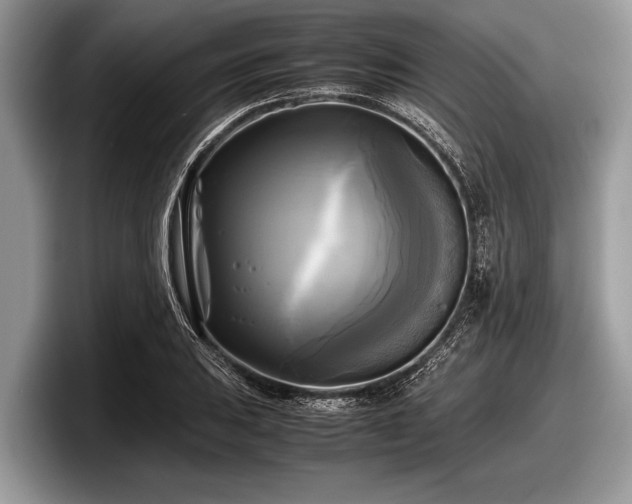 X0000097861031200803211250