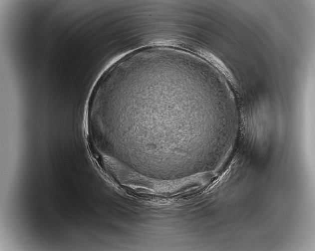 X0000097861036200803211250