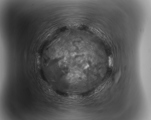 X0000097861059200803211250