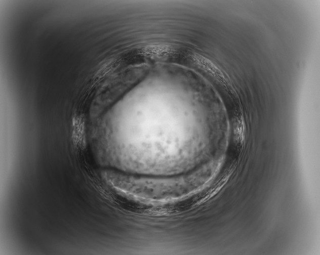 X0000097861060200803211250