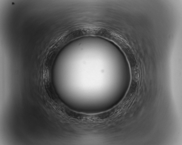 X0000097861061200803211250