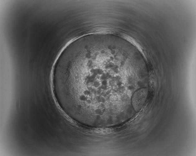 X0000097861091200803211249