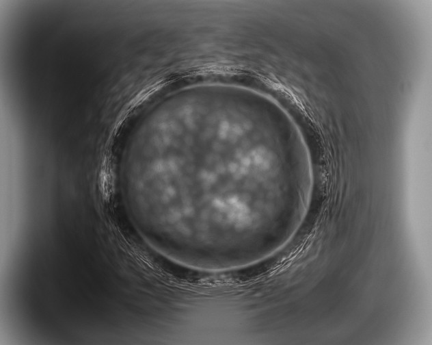 X0000097861159200803211248