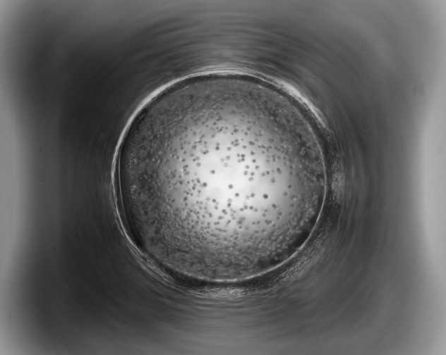 X0000097861372200803211246