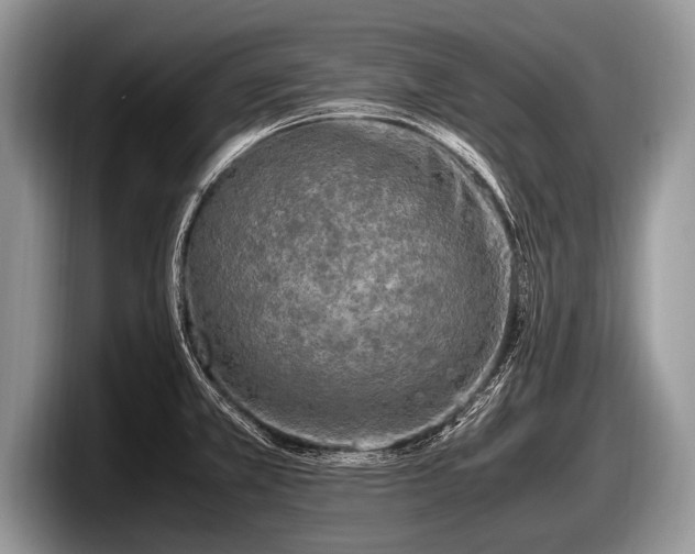 X0000097861381200803211245