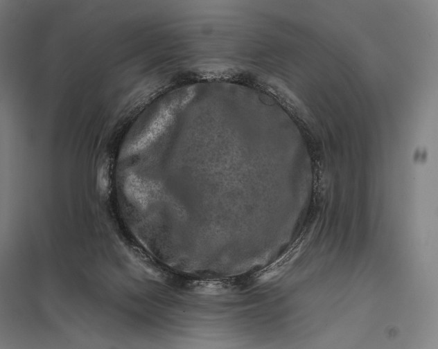 X0000097860074200803281321