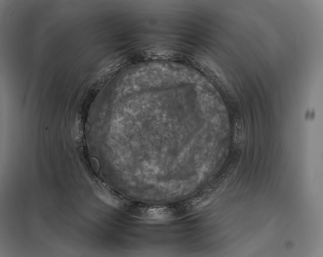 X0000097860173200803281320