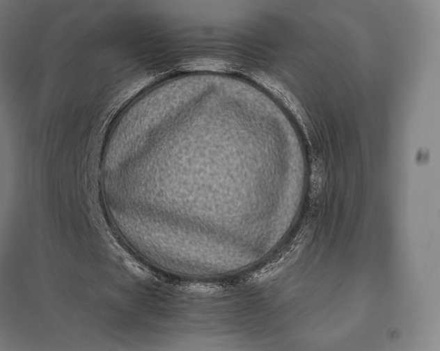 X0000097860529200803281314