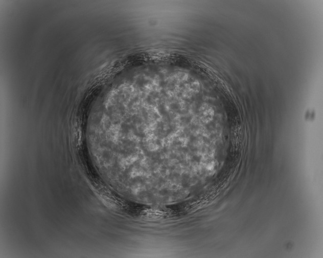 X0000097860703200803281312