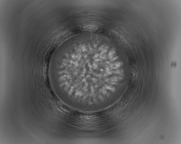 X0000097860745200803281311