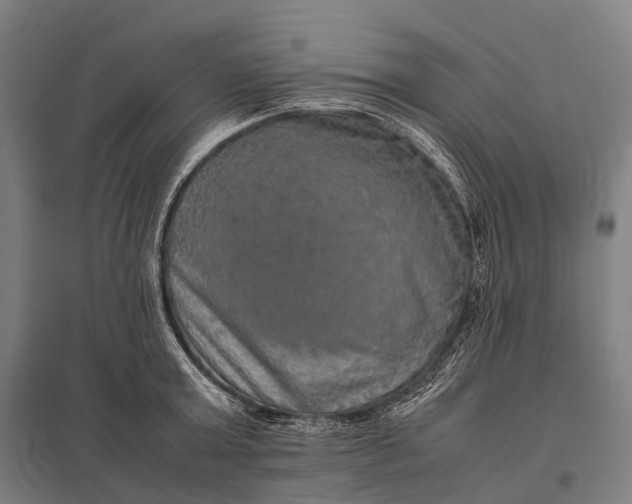 X0000097860803200803281310