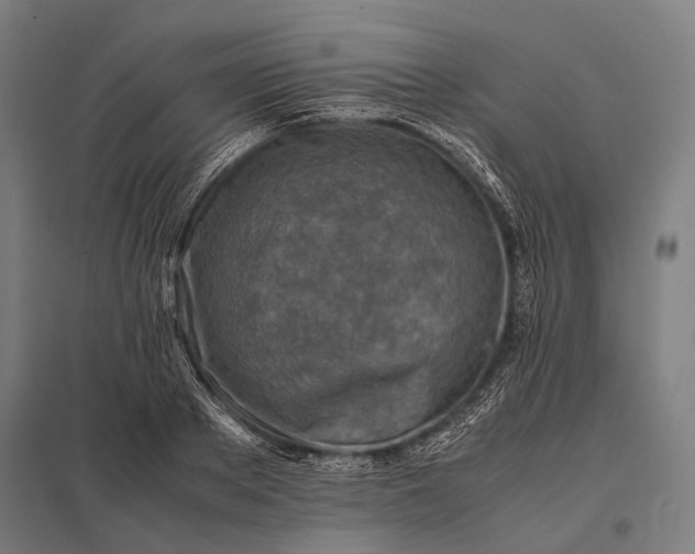 X0000097860889200803281309