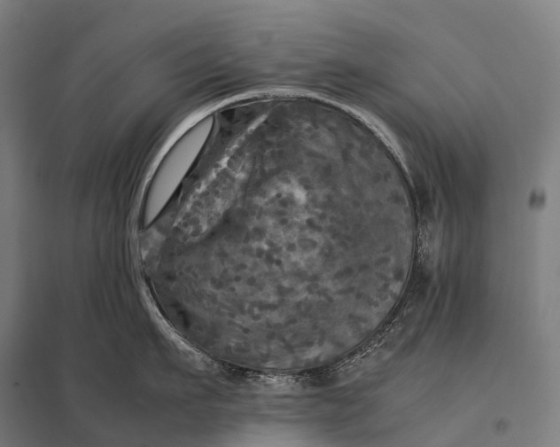 X0000097860911200803281309