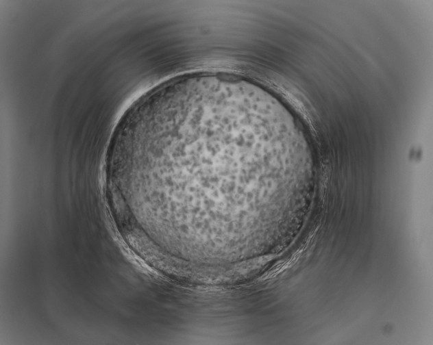 X0000097860944200803281309