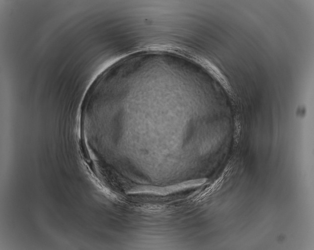 X0000097861036200803281307