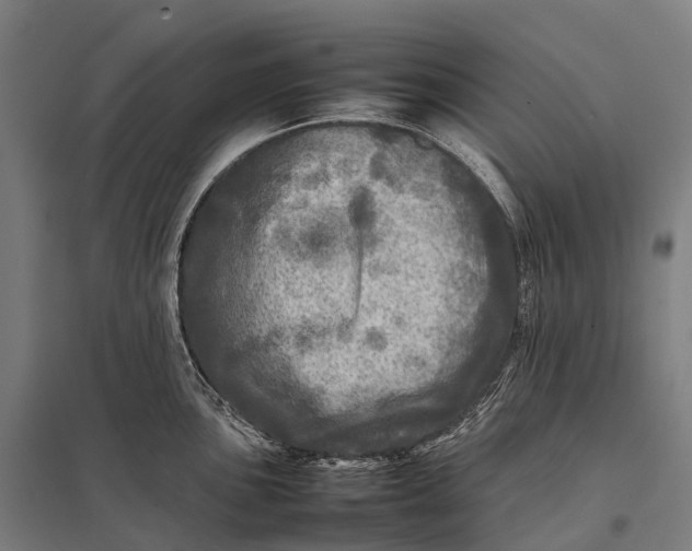 X0000097861051200803281307