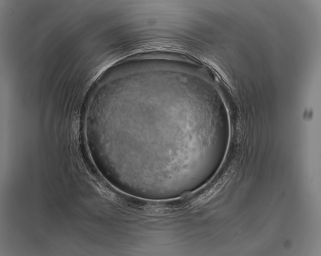 X0000097861065200803281307