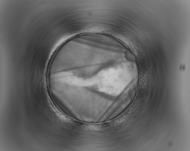 X0000097861086200803281306