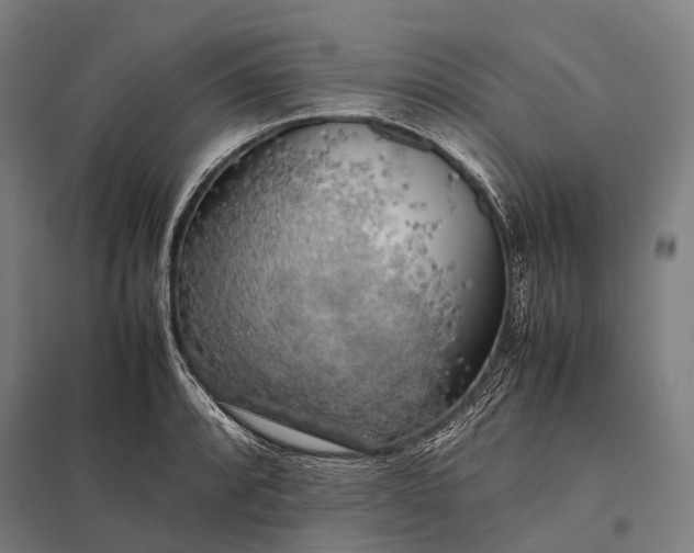 X0000097861088200803281306