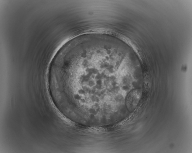 X0000097861091200803281306