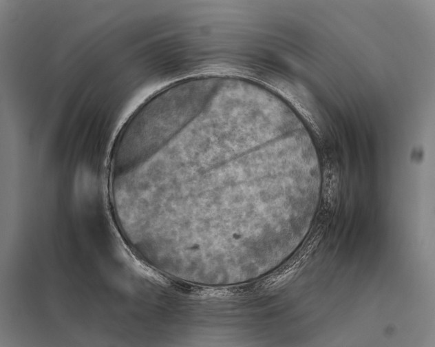 X0000097861094200803281306