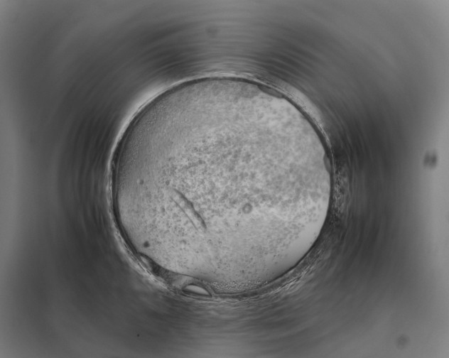 X0000097861096200803281306