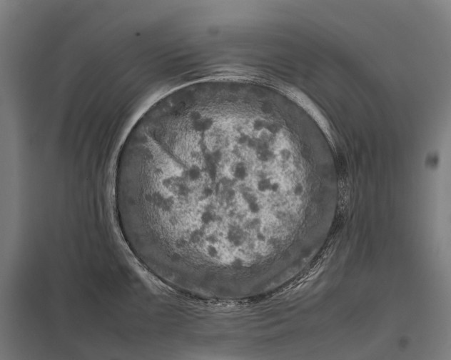 X0000097861099200803281306