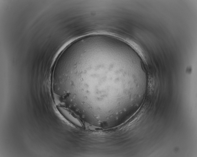 X0000097861100200803281306