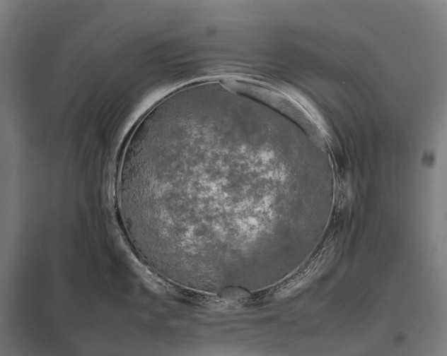 X0000097861101200803281306