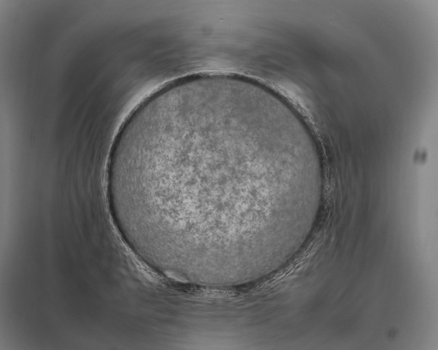 X0000097861183200803281305