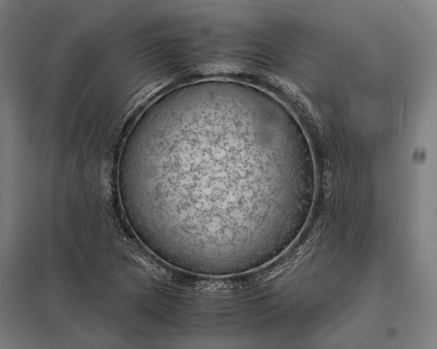 X0000097861217200803281304