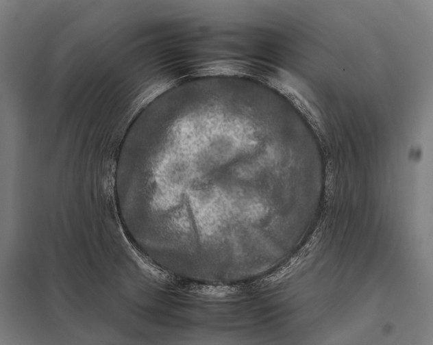 X0000097861233200803281305