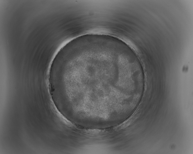 X0000097861248200803281305